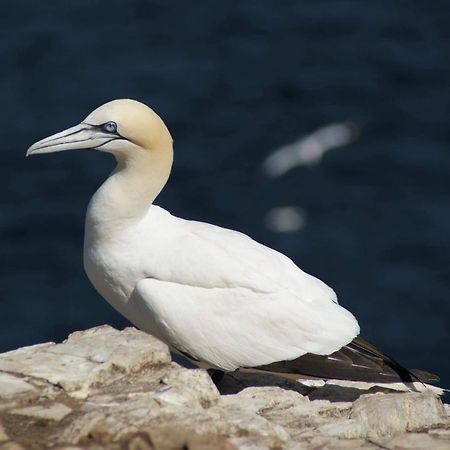 Bellevue Holiday Cottage Gardenstown Esterno foto